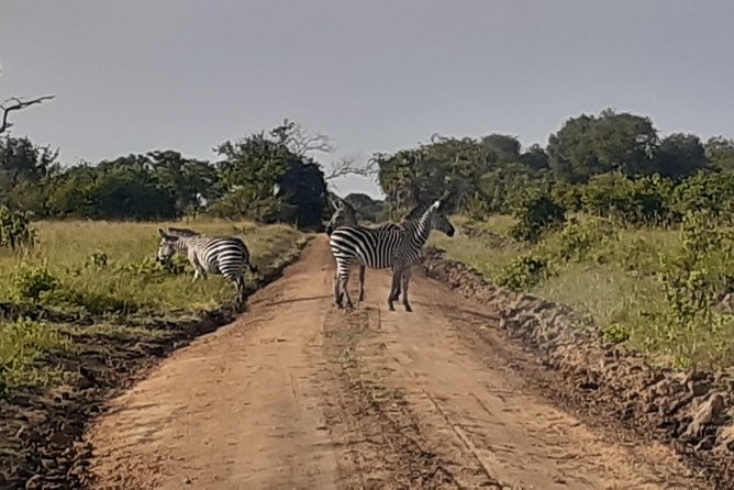 3 Days Mikumi National Park From Zanzibar or Dar Es Salaam - Health and Accessibility Considerations