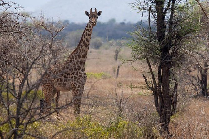 3 Days Mikumi National Park From Zanzibar or Dar Es Salaam - What to Expect on the Tour