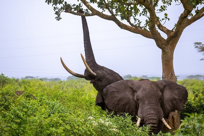 3 Days Murchison Falls Adventure Wildlife Safari Uganda Tour - Safari Activities