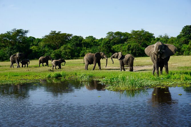 3 Days Murchison Falls Adventure Wildlife Safari Uganda Tour - Wildlife Encounters