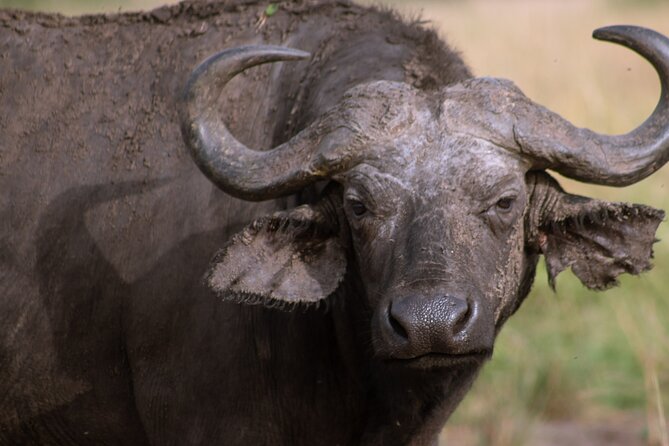 3 Days Murchison Falls Adventure Wildlife Safari Uganda Tour - Accommodation and Meals