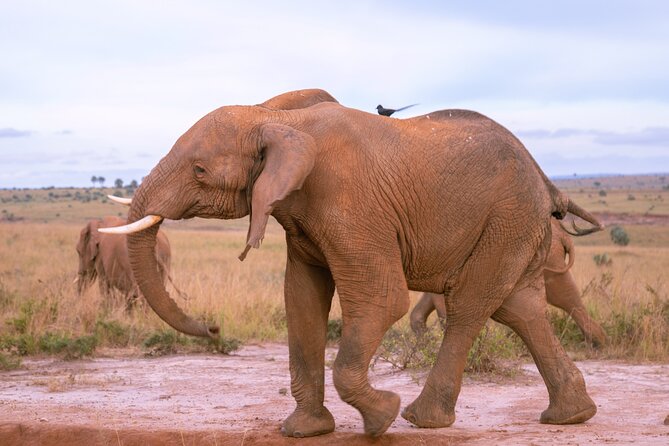 3 Days Murchison Falls Adventure Wildlife Safari Uganda Tour - Transportation and Logistics