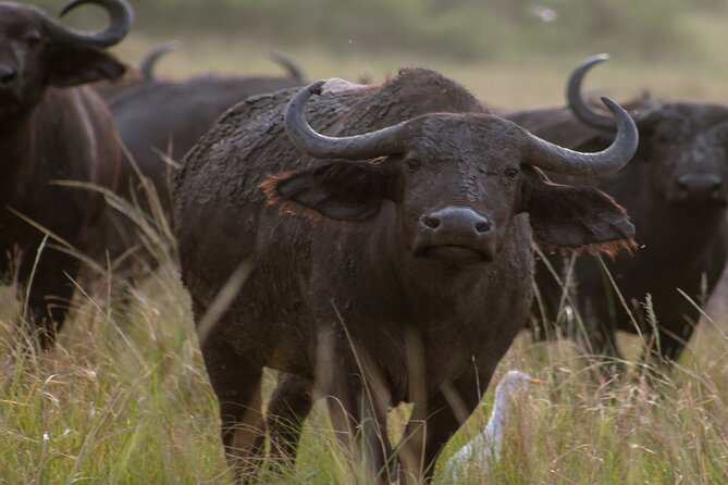 3 Days Murchison Falls Adventure Wildlife Safari Uganda Tour - Cancellation Policy and Considerations