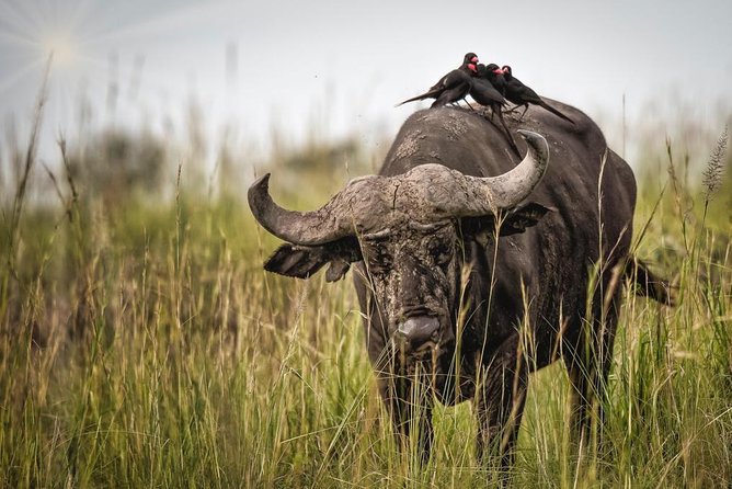 3 Days Murchison Falls Holiday Safari - Inclusions