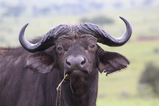 3 Days Murchison Falls Holiday Safari - Meeting and Pickup