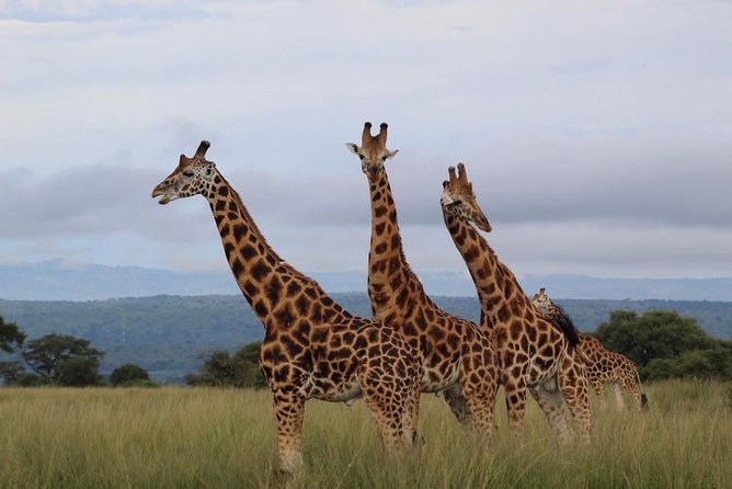 3 Days Murchison Falls Holiday Safari - Reviews