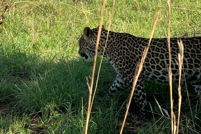 3 Days Murchison Falls National Park Safari & Rhino Tracking - The 3-Day Safari Itinerary