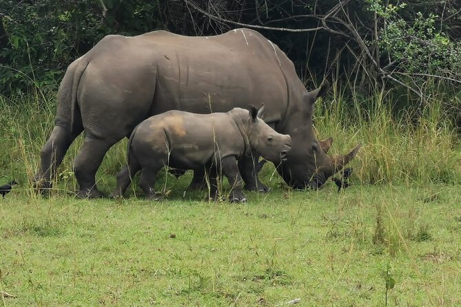 3 Days Murchison Falls Park Uganda - Wildlife Encounters