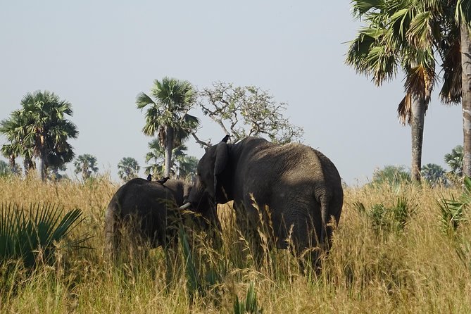 3 Days Murchison Falls Park Uganda - Daily Itinerary