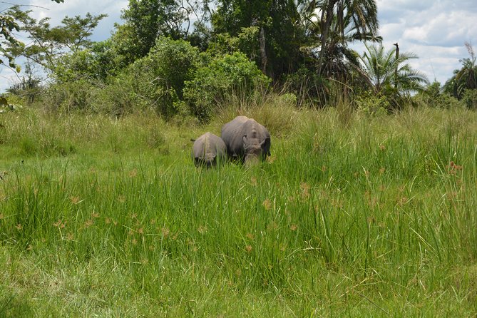3-Days Murchison Falls Vacation Including Big 5 Sighting! - Boat Cruise