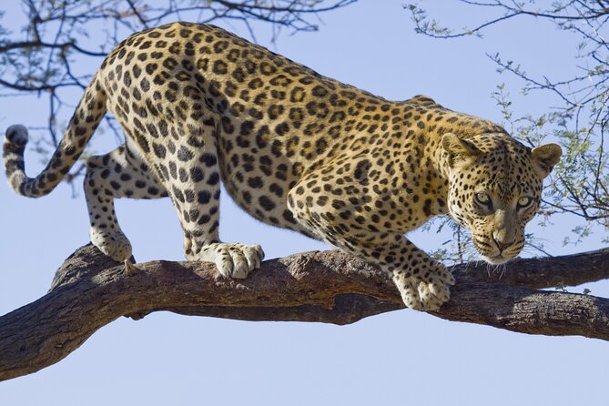 3 Days Ngorongoro & Serengeti Fly in Safari - Included Meals and Beverages