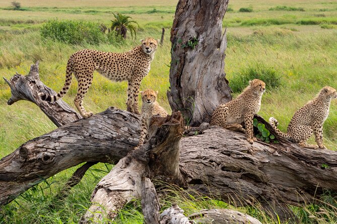 3 Days Ngorongoro & Serengeti Fly in Safari - Pickup Locations and Timing