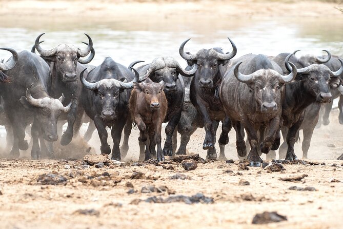 3 Days Ngorongoro & Serengeti Fly in Safari - Tour Availability and Schedule