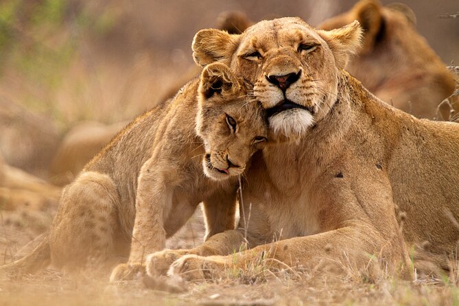 3 Days Ngorongoro & Serengeti Fly in Safari - Important Considerations and Policies