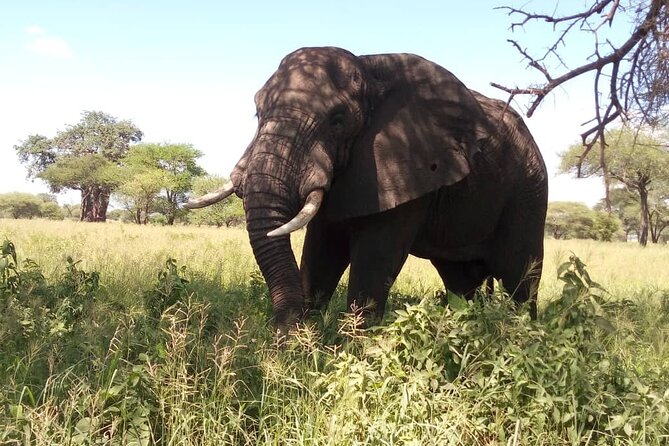 3 Days Nyerere (Selous) Park Private Safari With Boat Trip - Boat Safari and Wildlife Spotting
