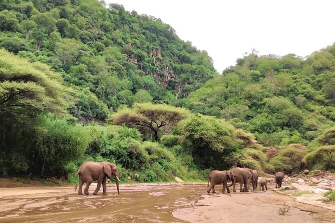 3 Days Nyerere (Selous) Park Private Safari With Boat Trip - Safari Lodge Accommodations and Meals