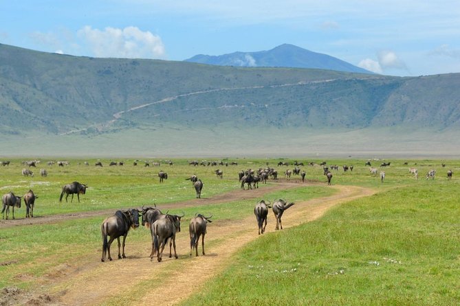 3 Days of Camping Bliss in Serengeti and Ngorongoro Crater - Booking and Cancellation Policy Highlights