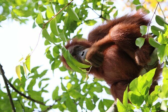 3 Days Orangutan Sumatra Jungle Trekking with Rafting - What Makes This Tour Stand Out?