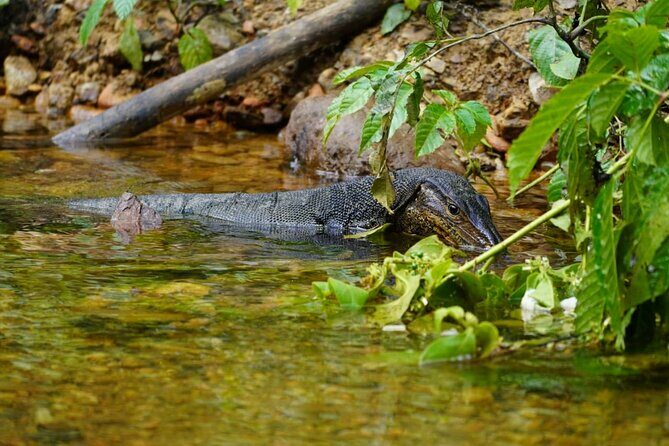 3 Days Orangutan Sumatra Jungle Trekking with Rafting - Who Will Love This Tour?