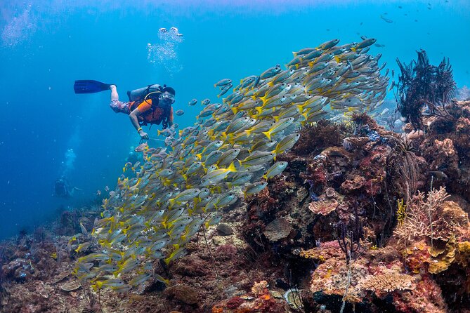 (3 Days) PADI Open Water Diver Course Kota Kinabalu - Whats Included