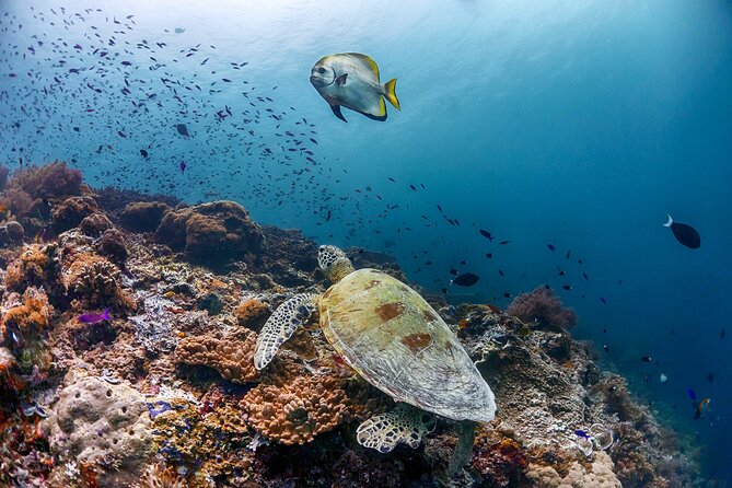 (3 Days) PADI Open Water Diver Course Kota Kinabalu - Recommendations