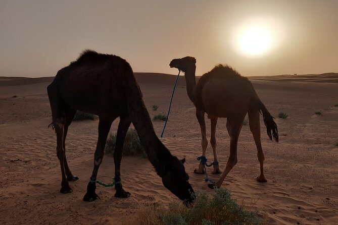 3-Days Private Discovery of the Desert From Ouarzazate to MHAMID in 4x4 - Private Transportation and Tour