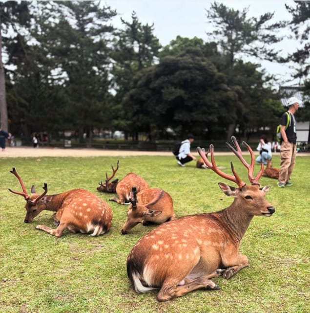 3-Days Private English Guided Tour OSAKA, KYOTO, And NARA, - Itinerary Highlights