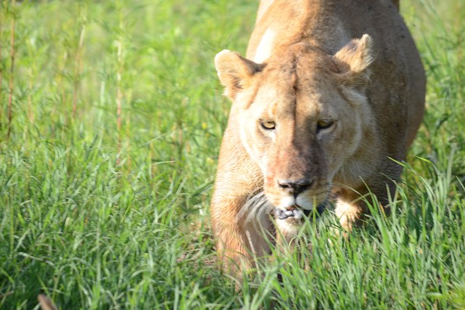3 Days Private Honeymoon Safari to Serengeti and Ngorongoro - Booking Confirmation and Accessibility