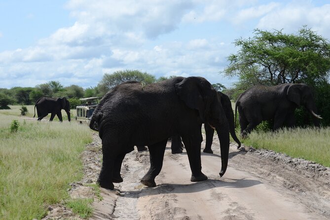 3 Days Private Honeymoon Safari to Serengeti and Ngorongoro - Safari Guide and Transportation