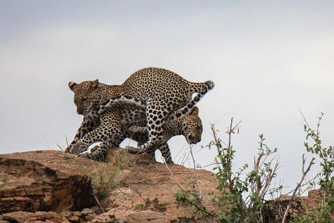 3 Days Private Masai Mara Safari Adventure By 4×4 Jeep - Key Points