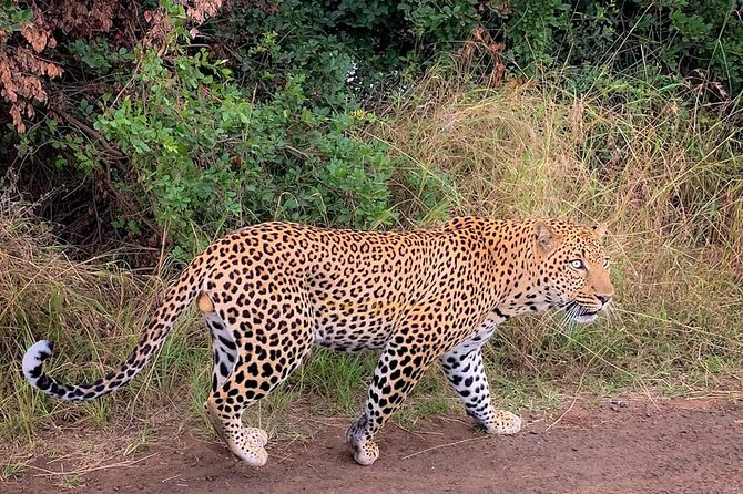3 Days Private Masai Mara Safari Adventure By 4×4 Jeep - Customer Reviews