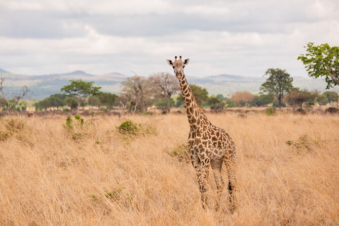 3 Days Private Mikumi National Park Wildlife Encounter Safari Tour - Getting There