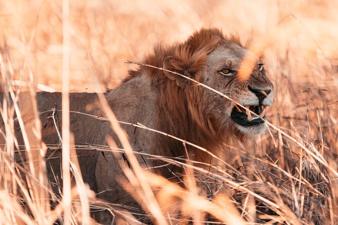 3 Days Private Mikumi National Park Wildlife Encounter Safari Tour - Daily Safari Activities