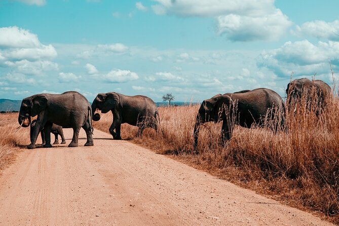 3 Days Private Mikumi National Park Wildlife Encounter Safari Tour - Accommodation and Meals