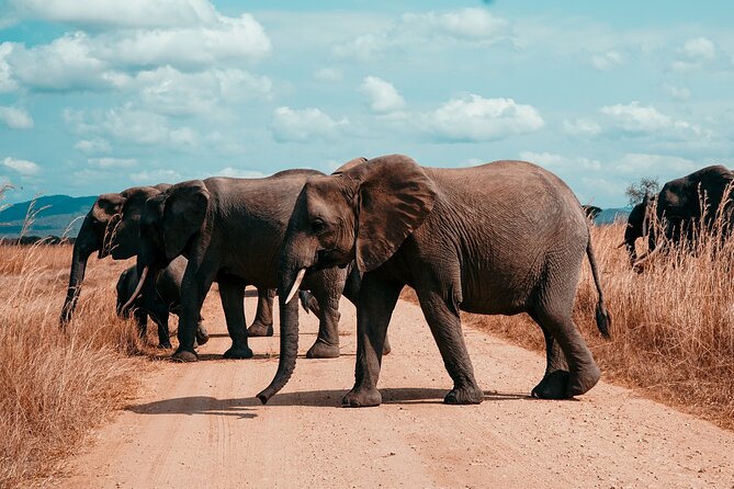3 Days Private Mikumi National Park Wildlife Encounter Safari Tour - What to Bring