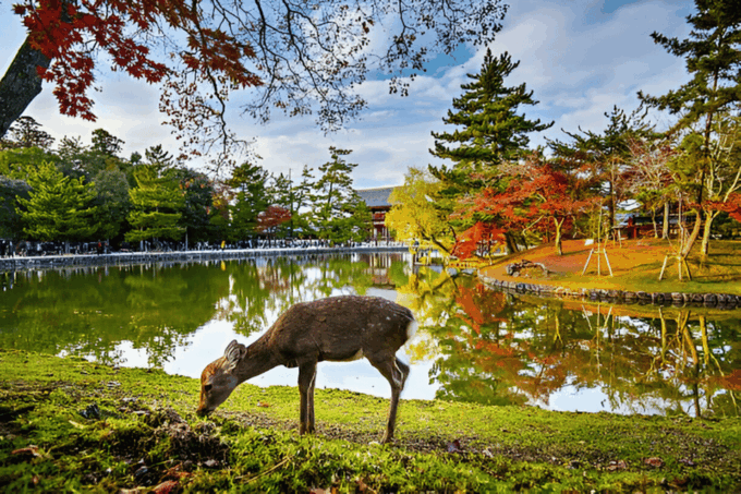3 Days Private Osaka Kyoto and Nara Tour With English Driver - Frequently Asked Questions