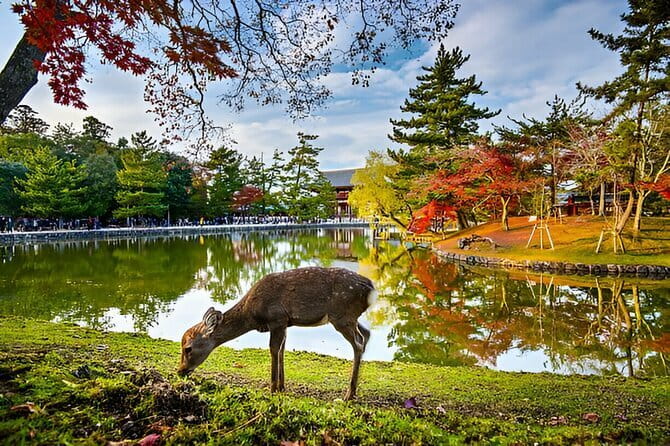 3 Days Private Osaka Kyoto and Nara Tour With English Driver - Day 3: Experience Kyoto