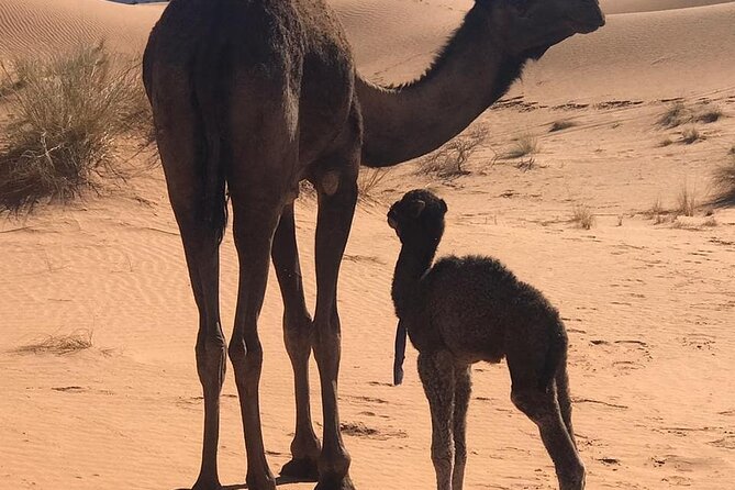 3-Days Private Sahara Desert Trek - Accessibility and Accommodations