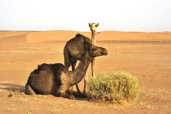 3-Days Private Sahara Desert Trek - Traveler Requirements and Fitness Level