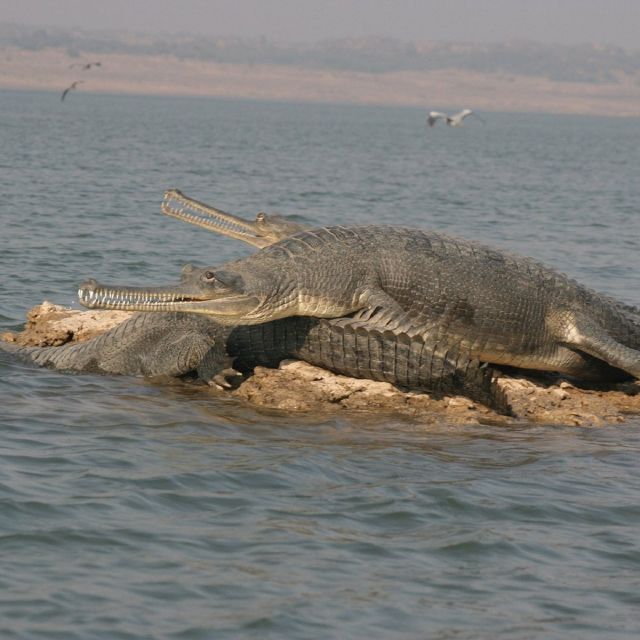 3 Days Private Taj Mahal Tour With Alligator Safari - Tour Overview