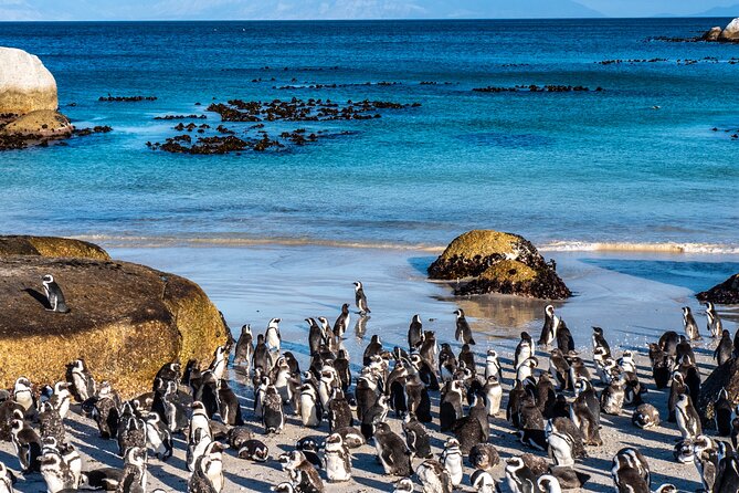 3 Days Private Tour: Cape of Good Hope, Penguins, Table Mountain & Robben Island - Customization Opportunities