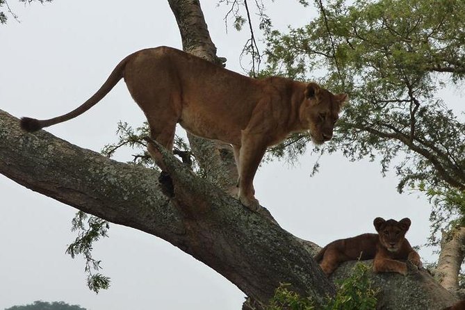 3 Days Queen Elizabeth National Park Uganda Safari - Safari Overview