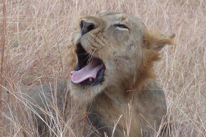 3 Days Queen Elizabeth National Park Uganda Safari - Accessibility and Group Size