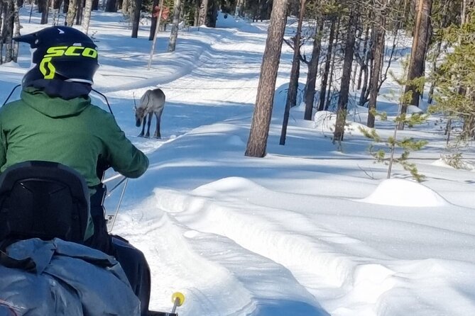 3 Days Raid Snowmobile in Finnish Lapland - Booking and Pricing