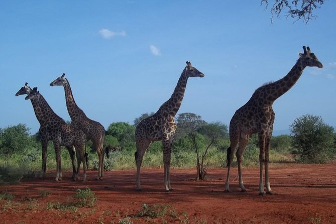 3 Days Red Elephant Safari - Accommodation Details
