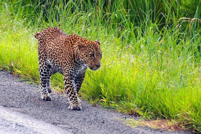 3 Days Safari at Mikumi National Park Southern Circuit of Tanzania - Tour Details