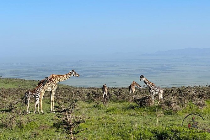 3 Days Safari in North- Ngorongoro, Tarangire, Mt. Oldeani - Accommodation and Meals