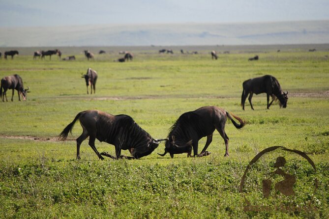 3 Days Safari in North- Ngorongoro, Tarangire, Mt. Oldeani - Tour Itinerary