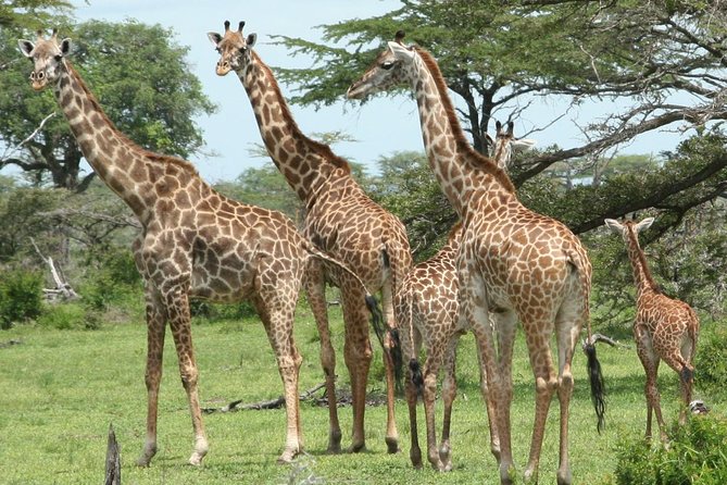 3 Days Safari - Mikumi National Park - Accommodations and Meals
