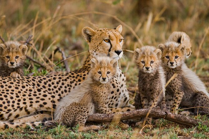 3 Days Safari Serengeti & Ngorongoro Crater - Serengeti Wildlife Viewing